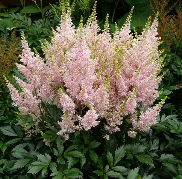 Юник гибрид. Чанган новый кроссовер 2021. Астильба younique carmine. Астильба арендса пинк. Астильба юник салмон.