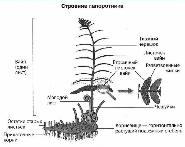 Изучение внешнего строения папоротников. Схема строения папоротника. строение спорангия папоротника. папоротник щитовник строение. папоротник щитовник мужской строение.