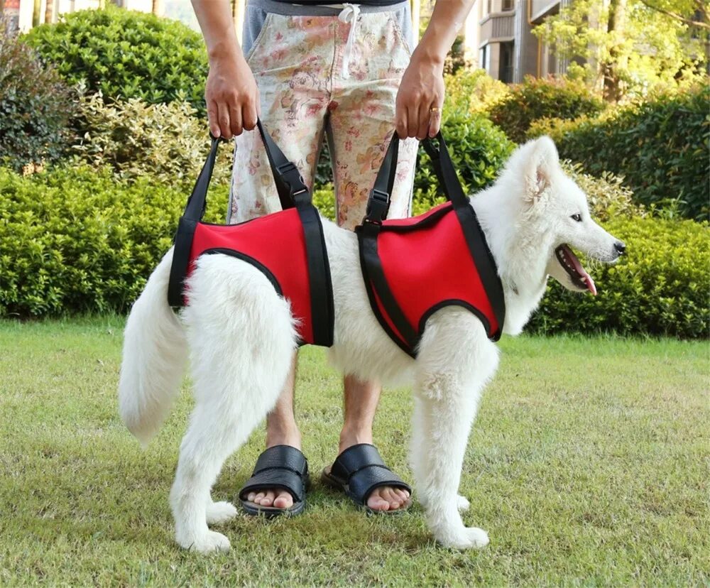 Поддержка для задних лап собаки. Шлейка Nunbell Vest l, 62-77см. Шлейки поддержки для собак. Шлейка ходунки для собаки. Реабилитационная шлейка для собаки.