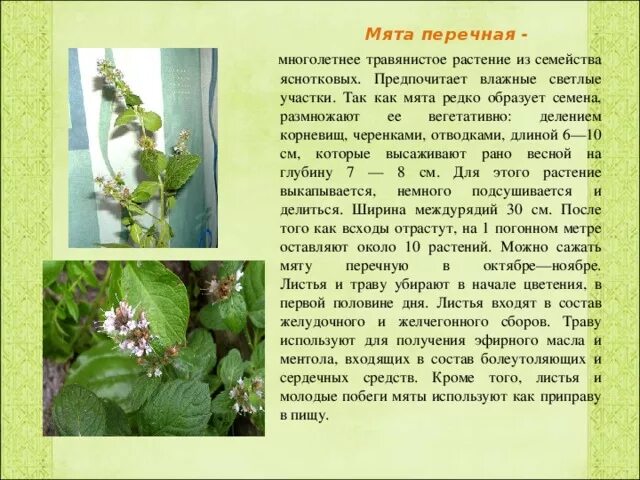 Почему нравится мята. Мята перечная стебель. мята перечная лекарственное растение. мята перечная класс растения. перечная мята лекарственное растение описание.