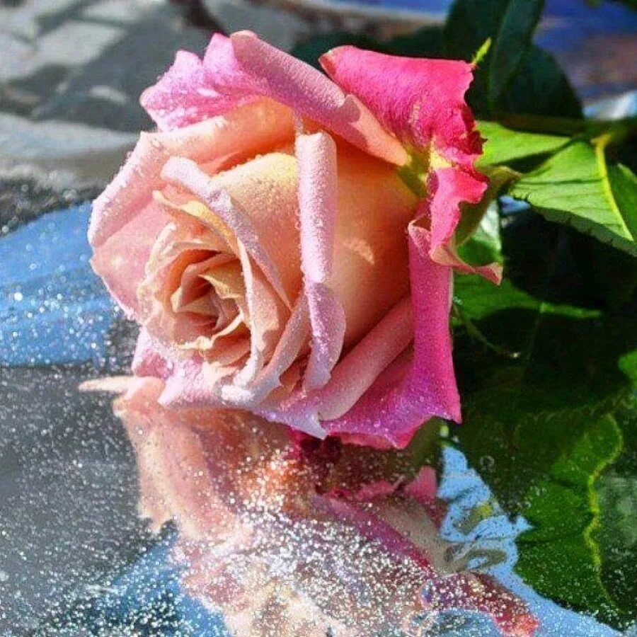Что добавить в воду к розам. Розы в воде. Красивые розы в воде. Отражение розы в воде. Розы отражающиеся в воде.