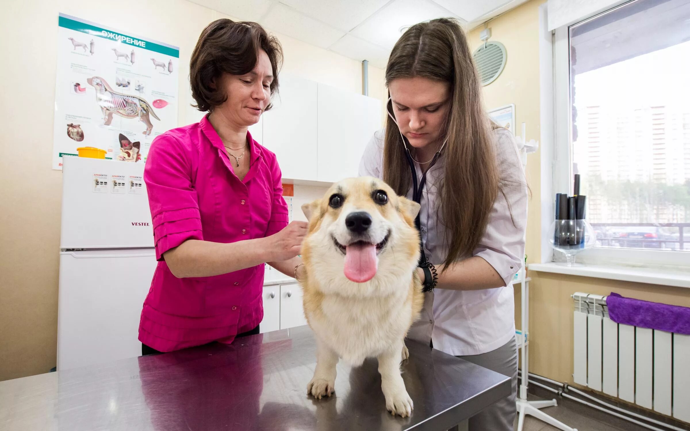 Pets in russia. Ветеринарная клиника. Ветеринарная клиника картинки. Собака ветклиника. Услуги ветеринара.