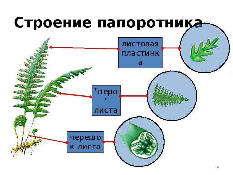Внешнее строение папоротника. Внешнее строение папоротника