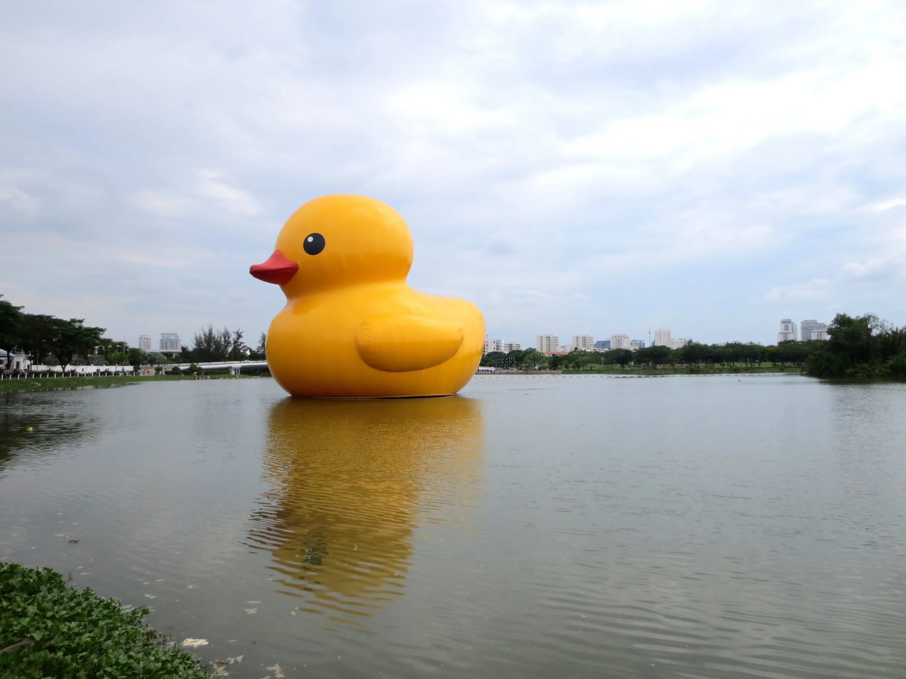 Duck art. Дикая утка кряква. Уточка арт. Художник james hautman. Duck art.