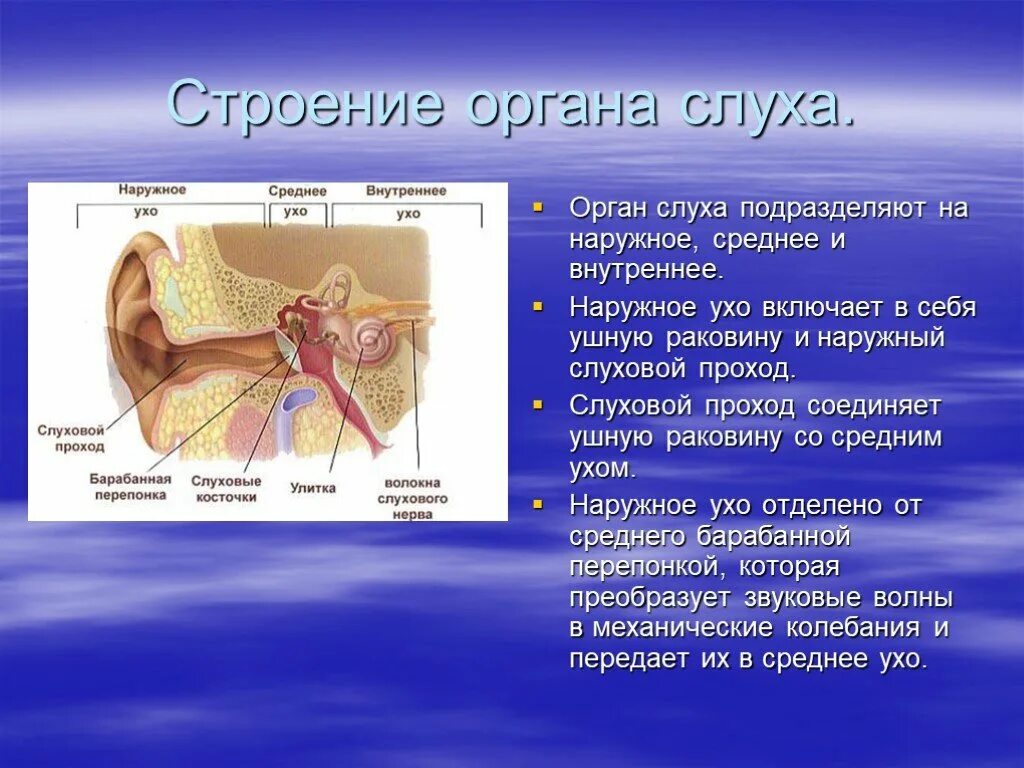 Чувствительный орган слуха. Орган слуха и равновесия наружное среднее и внутреннее ухо. Органы слуха наружное среднее внутренне. Анализаторы слуха и равновесия 8 класс биология. Уши орган слуха 3 класс окружающий мир.