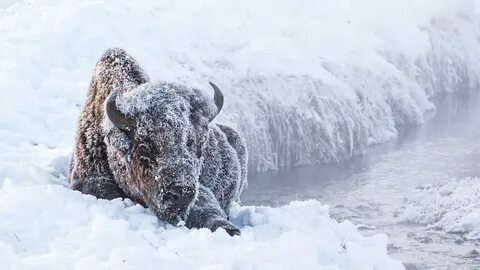 Снег яки