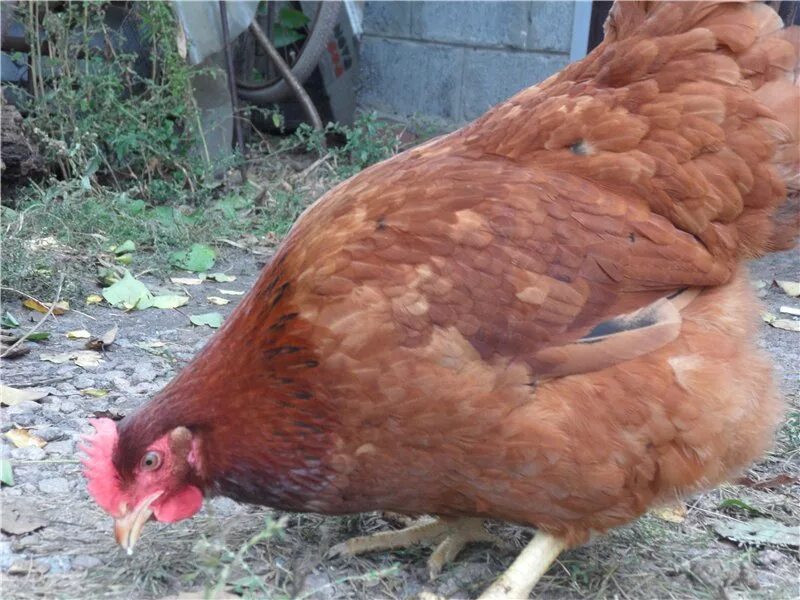 Куры фокси. Куры фокси чик. Куры фокси чик. Куры фокси. Цыплята редбро(фокси чик).