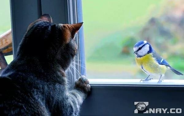 Птички для котов на экране со звуком. Птица на подоконнике. Птицы на окна. Птицы за окном. Синица на окне.
