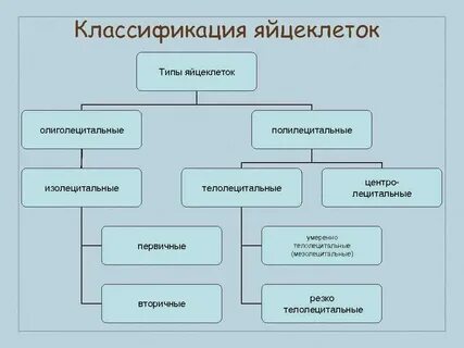Тип яйцеклетки у млекопитающих