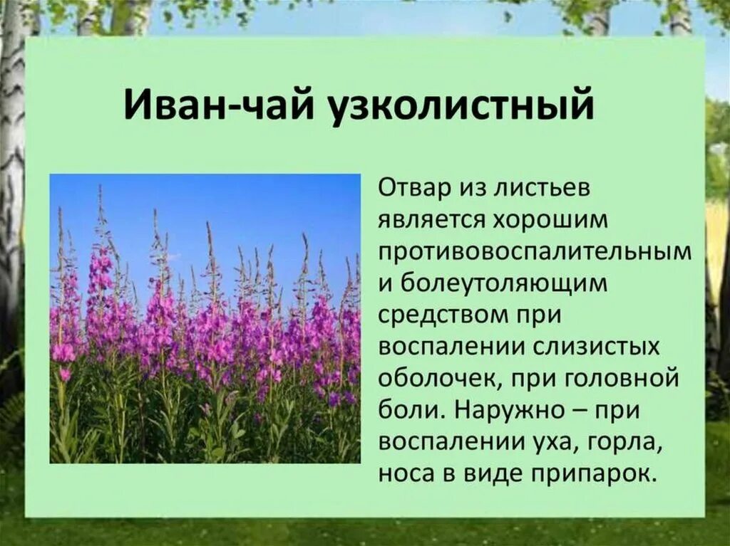 Зеленая аптека одуванчик лекарственный. Лекарственные травы красноярского края. Лекарственные растения красноярского края. Вереск лечебное растение. Лечебные растения красноярского края.