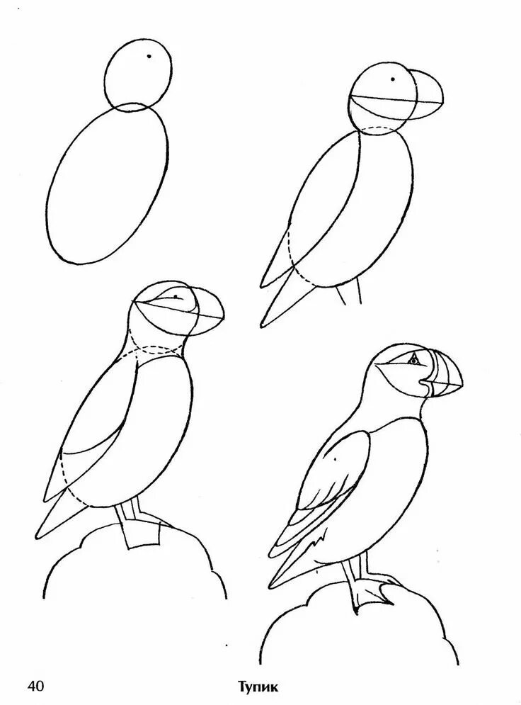 Рисунок птицы 5 класс. Схема рисования птицы. Поэтапное рисование птиц. Этапы рисования птицы. Поэтапное рисование птиц для детей.
