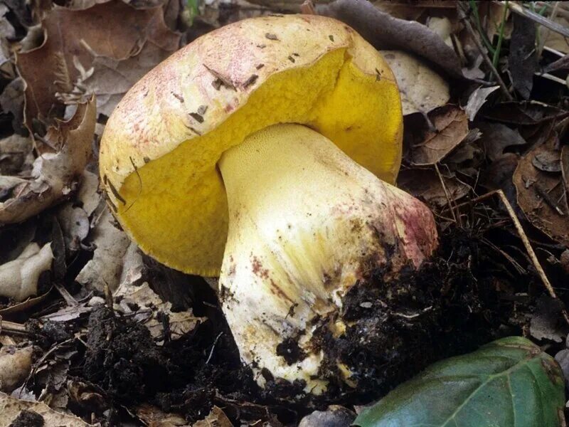 Bernard Spragg. NZ Mushroom pictures, Stuffed mushrooms, Fungi