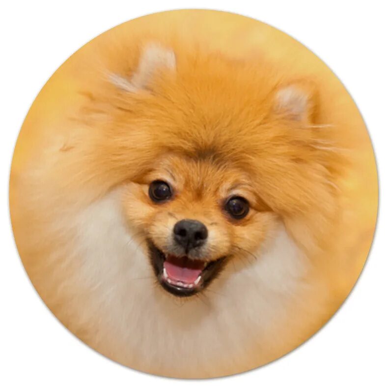 Бишон фризе щенки. Шарообразная собака. Коврик корги. Круглые собачки. Круглые собачки круглые.