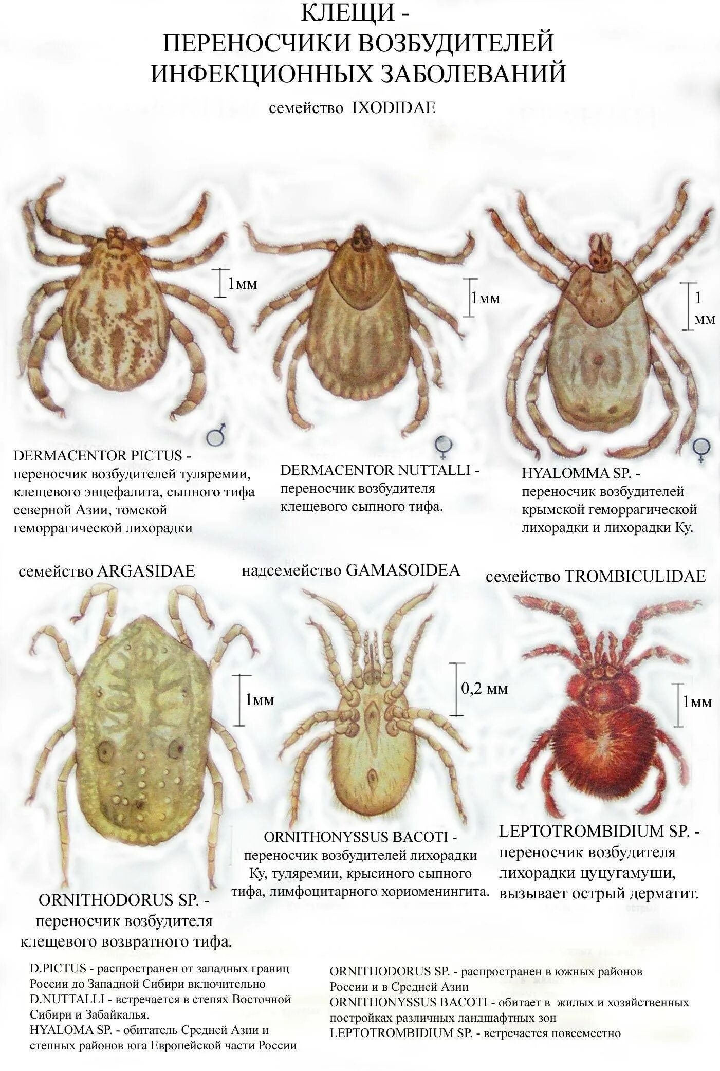 Клещи какого пола питаются кровью человека переносчиком. Виды клещей переносящих болезни. Клещи иксодовые клещевой энцефалит. Dermacentor (пастбищный клещ). Паукообразные иксодовый клещ.
