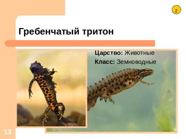 Гребенчатый тритон развитие прямое. Гребенчатый тритон красная книга. красная книга ивановской области тритон гребенчатый. тритон гребенчатый царство. систематика тритона гребенчатого.