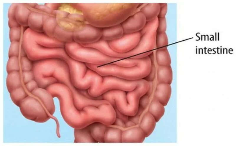 Тонкий кишечник тест. Тонкий кишечник картинка.
