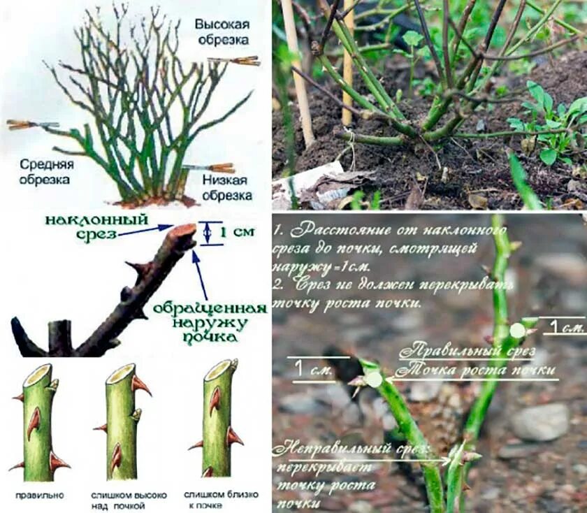 Побеги плетистой розы. Обрезка роз флорибунда весной. Правильная обрезка роз весной схема. Сформировать куст плетистой розы.