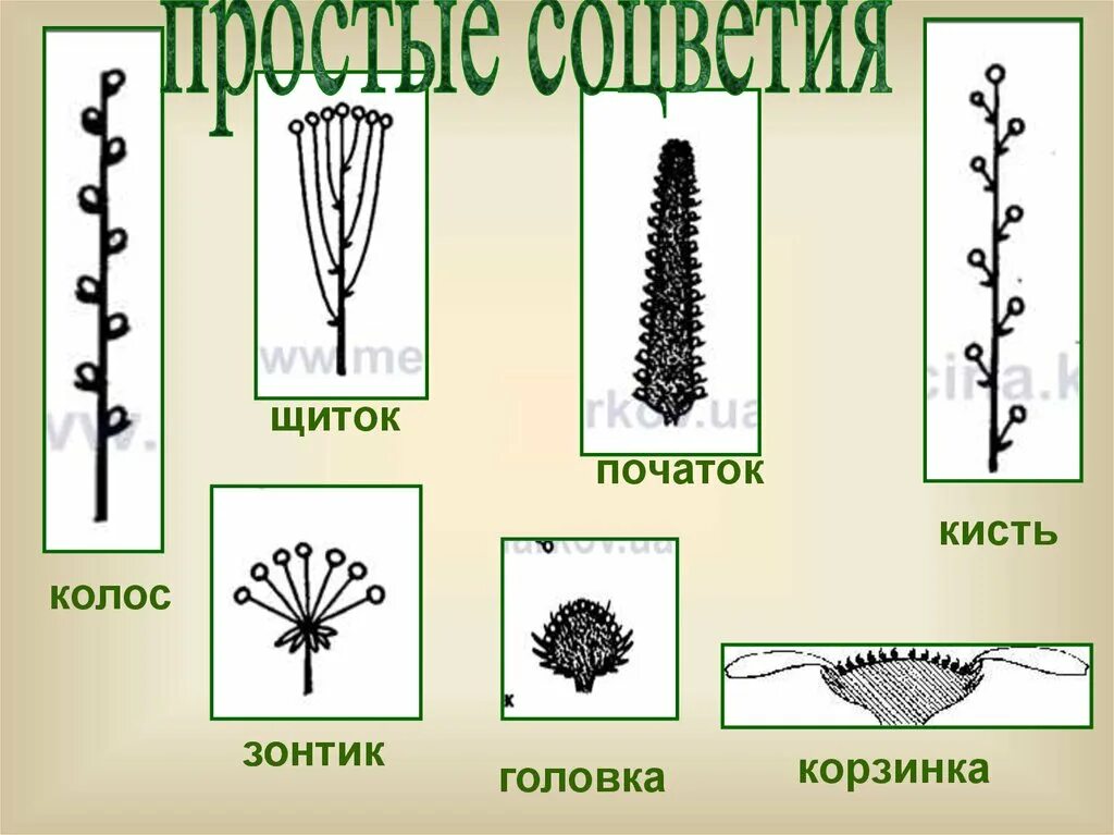 Зонтик початок. Кисть щиток Колос зонтик. Початок щиток. Зонтик початок кисть. Строение початка.