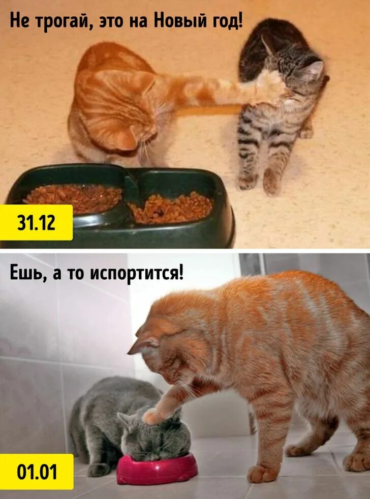 Ленивые коты фото с надписями. Трогать после меня. Трогай сама себя трогай. Трогать после меня. Мужская и женская рука.