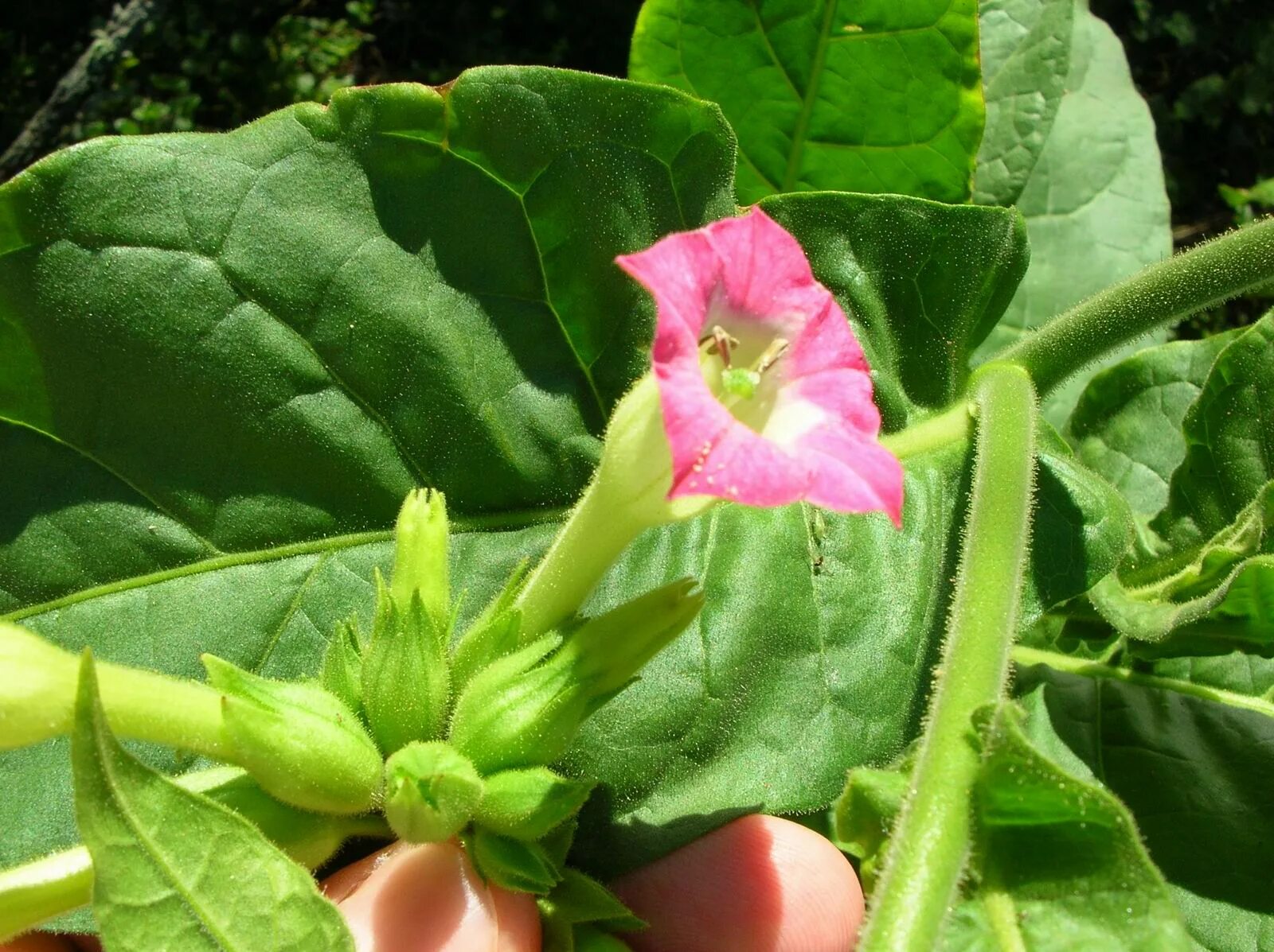 Растения Nicotiana. Табак Nicotiana tabacum. Табак махорка (Nicotiana Rustica l.). 1. Табак душистый - Nicotiana tabacum.