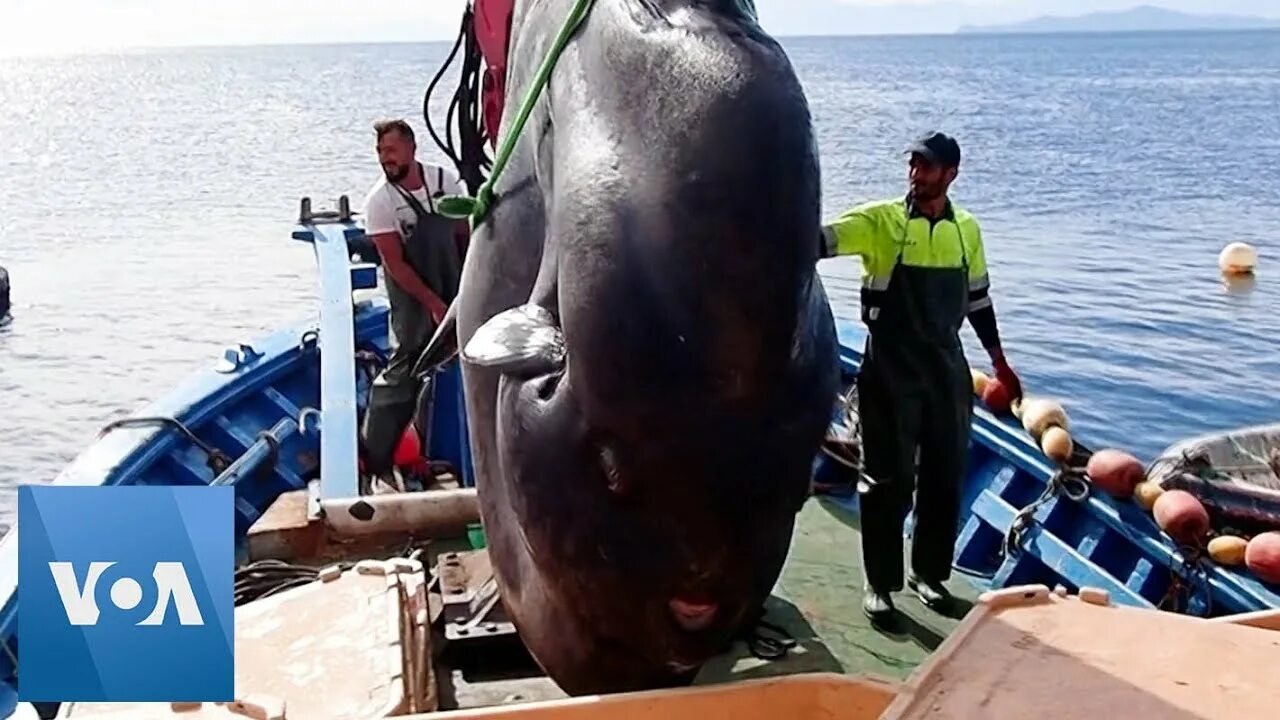 Огромная рыба Луна. Гигантская Санфиш. Гигантская Sunfish. Самая большая пойманная рыба Луна.