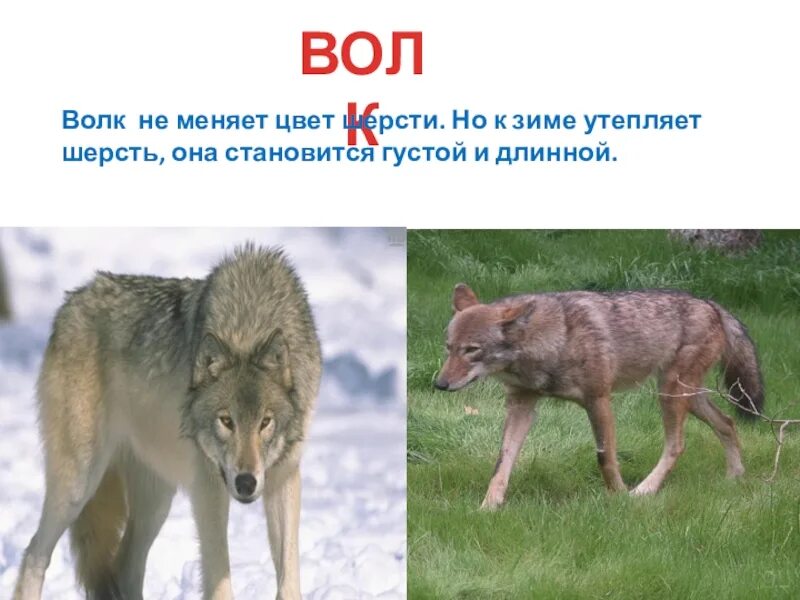 У каких животных меняется окраска