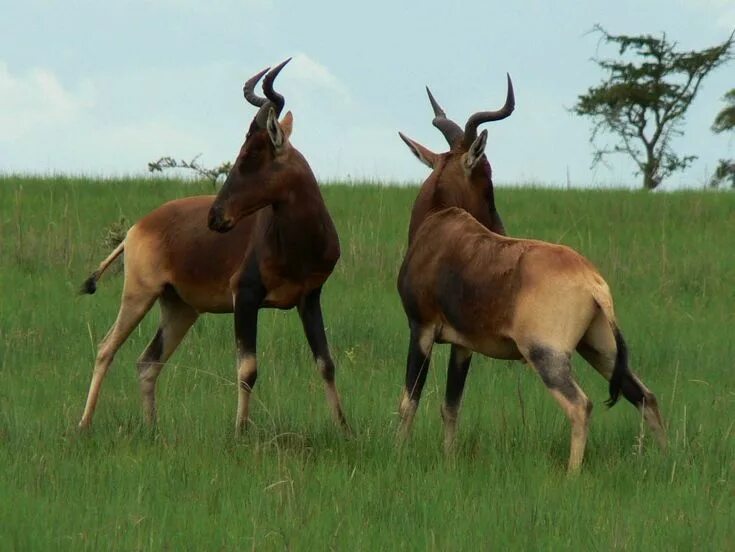 Hartebeest yaelokre текст. Swaynes hartebeest. alcelaphus swaynei. национальный парк нечисар. животные эфиопии.