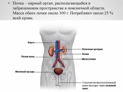 Почечная область