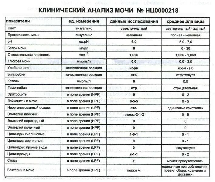 Показатели нормы анализа мочи слизи. Анализ мочи расшифровка бактерии норма. Расшифровка анализа мочи у детей бактерии +1\. Слизь в моче норма. Норма слизи в моче у женщин