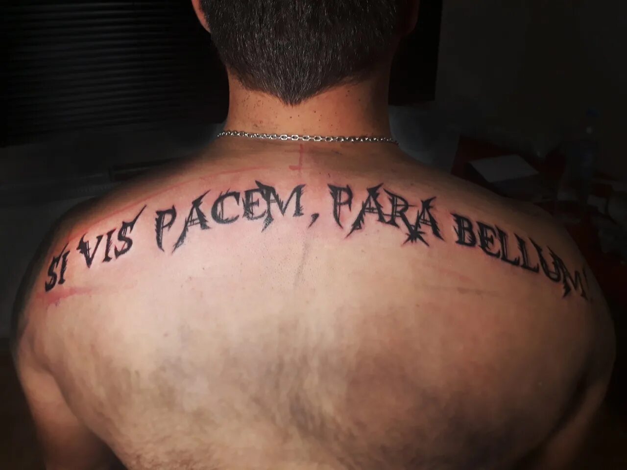 Bellum латынь. Si vis Pacem para Bellum Татуировка.