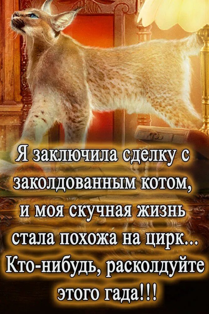 Кип кот. Кип заколдованный кот.