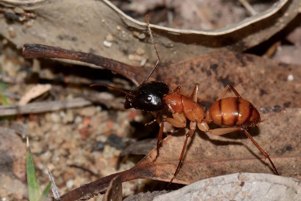 Муравьиный вид. Мадагаскарские муравьи. Муравей Голиаф. Африканский муравей гигант. Гигантский Лесной муравей.