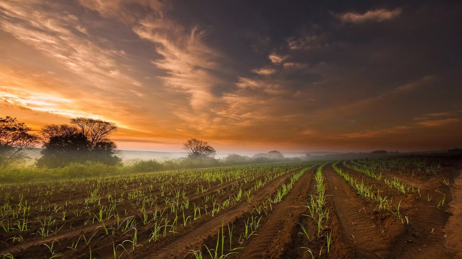 Рисоводство в японии. Кукурузное поле. Соя поле. Земля для растений. Почва пашня.