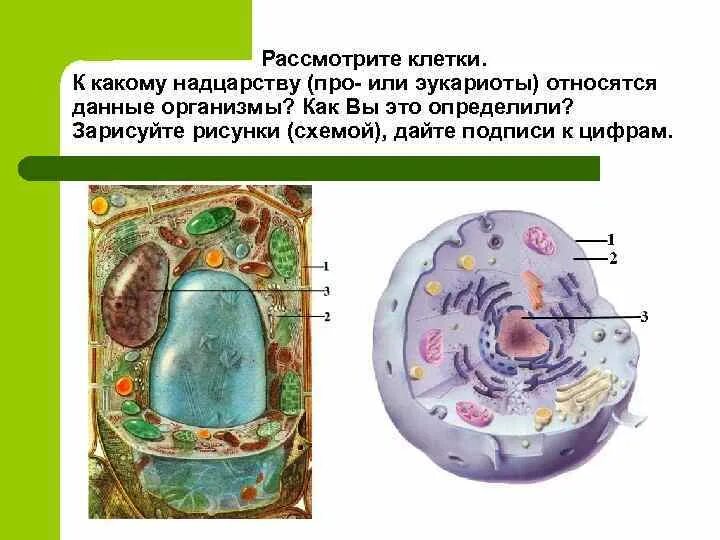 Какому царству принадлежит данная клетка. Рассмотрите клетку. Строение клетки эукариот. К надцарству эукариот относятся. Клетки Царств организмов.