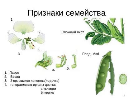 Строение семейства мотыльковые