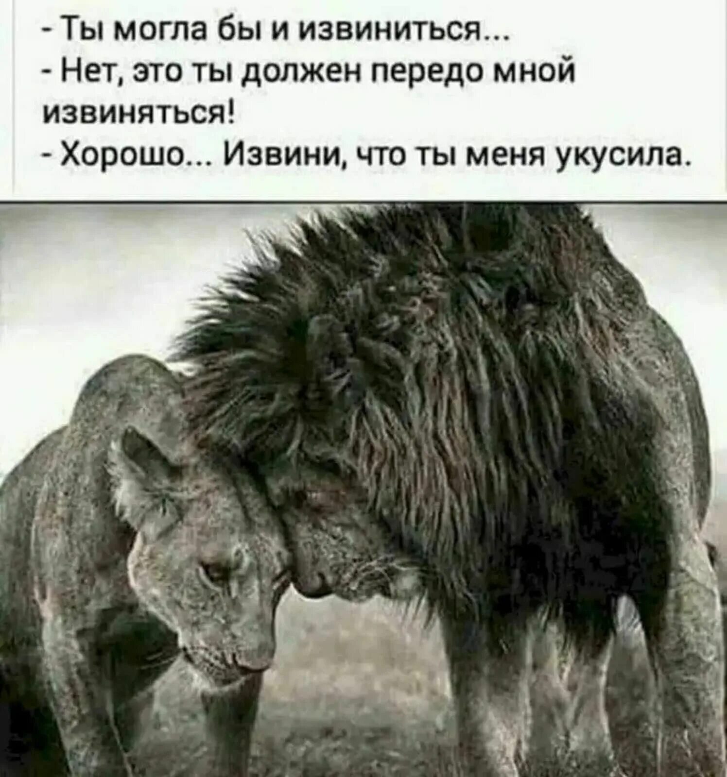 Прости за то что ты меня укусила. Хорошо извини что ты меня укусила. Лев и львица черно белое. Картинка со львом извини что ты меня укусила.