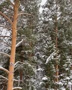 Юрта Чайная auf Instagram: "В Бобровом логу уже вот такая зимняя сказка ❄