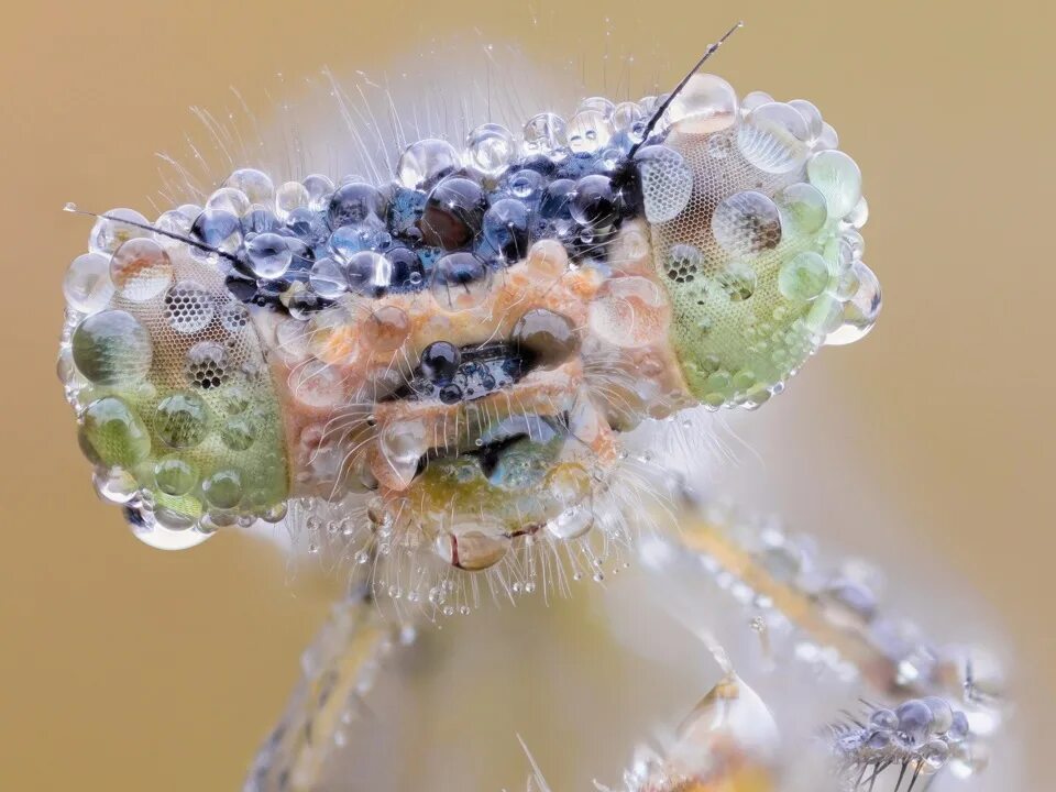 New macro