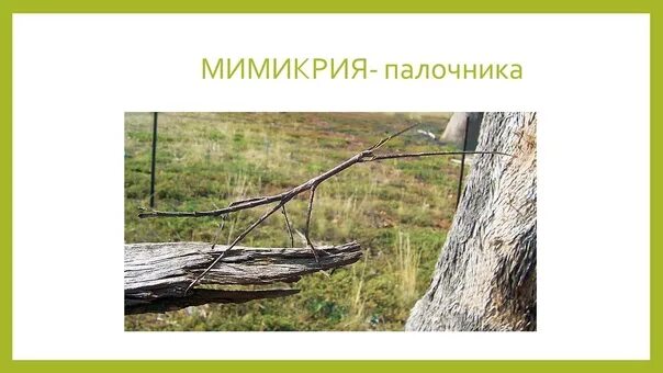 След мимикрия с отягчающими. Палочник мимикрия. палочник мимикрия или маскировка. мимикрия примеры палочник. мимикрия у палочника стеблевидка.