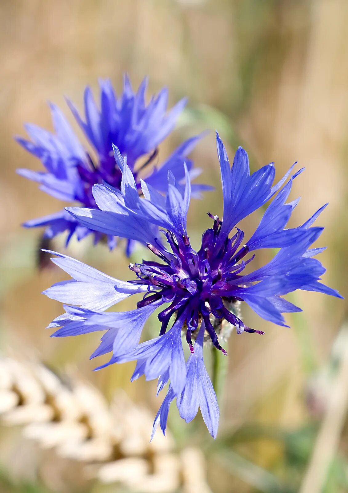 Василек мухина. Василёк Centaurea. Василёк Донской (Centaurea tanaitica Klok.). Василек синий Корнфловер. Василёк синий Centaurea Montana.