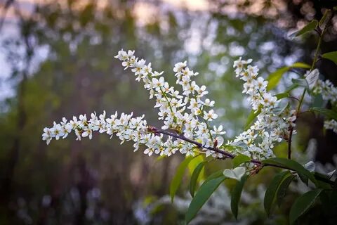 Запах черемухи
