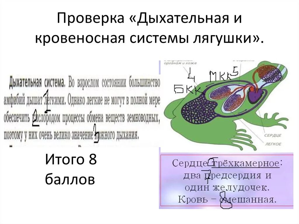 Дыхательная система земноводных 7 класс биология. Уровень развития дыхательной и кровеносной системы лягушки. Строение дыхательной системы земноводных. Дыхательная система для земноводных лягушек. Функции дыхания у взрослых земноводных