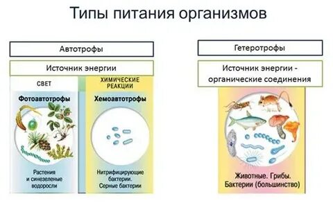 Питание живых организмов автотрофы гетеротрофы
