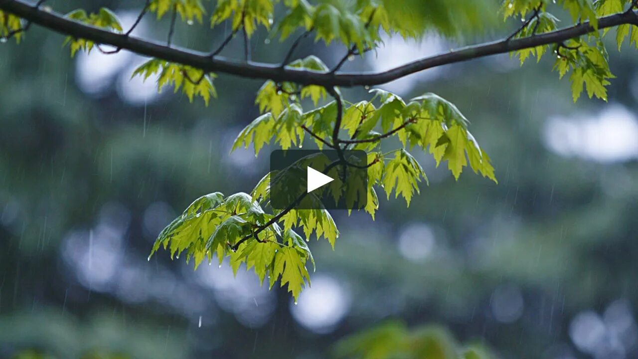 Звук природы в лесу. Звуки природы. Звуки природы в картинках листья,звуки дождя. Звуки дождя для медитации. Звуки дождя песня