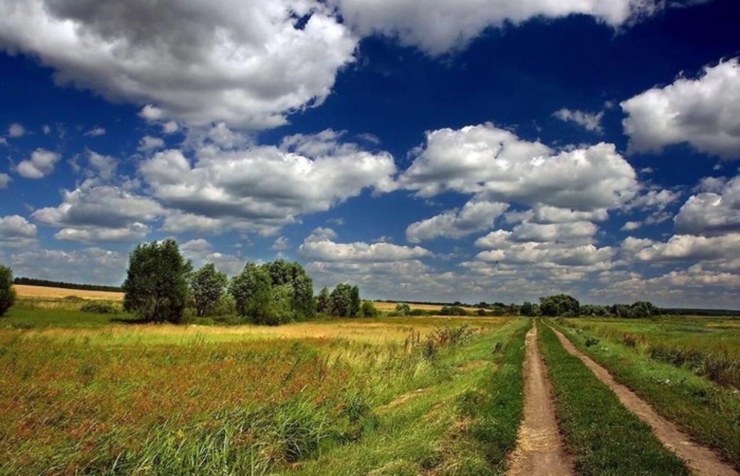 Русские просторы. Фотографии ырки в поле. В моем поле. В моем поле. Агорафобия поле.