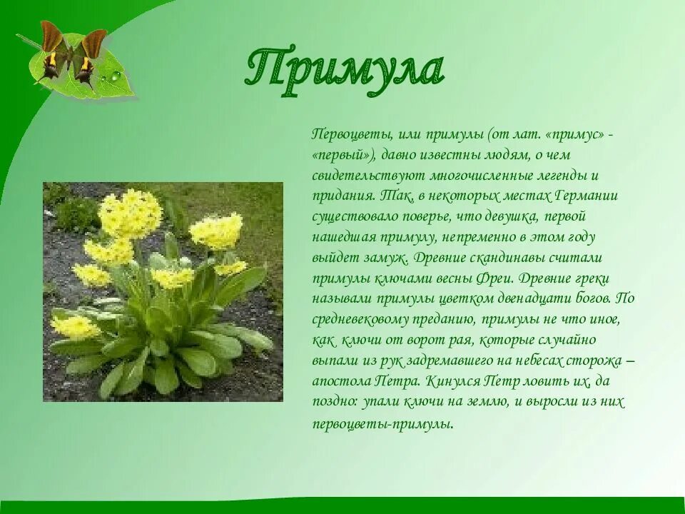 Найти информацию о цветах. Легенды о первоцветах. легенда о первоцвете весеннем. легенда о примуле для детей. легенды о весенних цветах.