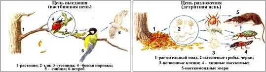 Последовательность звеньев в цепи выедания. Детритная цепь питания 5 звеньев. Пищевую цепочку выедания ( пастбищную)\. Цепи выедания и разложения. Цепь выедания и цепь разложения.