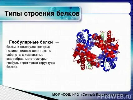 1 что представляют собой белки