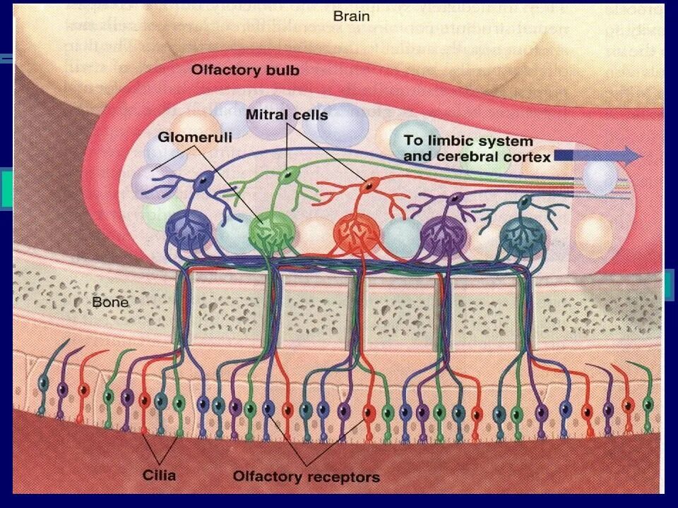 Митральные клетки обонятельной луковицы. Механизм возбуждения обонятельных рецепторов физиология схема. Механизм возбуждения обонятельных рецепторов физиология. Строение обонятельной луковицы гистология. Исследование обонятельной функции