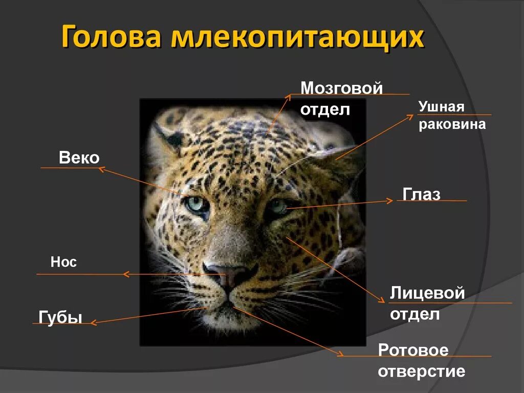 Какие глаза у млекопитающих. Внешнее строение млекопитающих. органы на голове млекопитающих. млекопитающие 7 класс биология. органы чувств млекопитающих на голове.